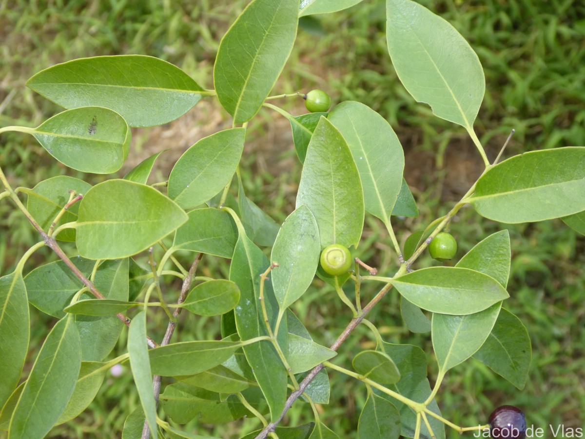 Santalum album L.
